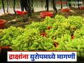 युरोपीय राष्ट्रांमध्ये द्राक्षाला मागणी वाढली; दरातही वाढ होणार का? वाचा किलोस काय मिळतोय दर? - Marathi News | Demand for grapes has increased in European countries; will the price also increase? Read: What is the price per kilo? | Latest agriculture News at Lokmat.com