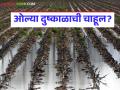 Drought Alert : छत्रपती संभाजीनगरमध्ये ४७.८४% आणेवारी; ओल्या दुष्काळाची चाहूल! वाचा सविस्तर - Marathi News | latest news Drought Alert: 47.84% rainfall in Chhatrapati Sambhajinagar; Warning of wet drought! Read in detail | Latest agriculture News at Lokmat.com