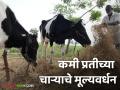 वाळलेला निकृष्ट दर्जाचा चारा होईल गुणवत्ता पूर्ण चविष्ट चारा; यासाठी चाऱ्याची 'हि' प्रक्रिया करा - Marathi News | Dried inferior fodder will become quality fully palatable fodder; for this process follow this step | Latest agriculture News at Lokmat.com