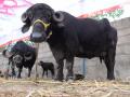 राजस्थान, गुजरातमधून आलेल्या गीर गायीं सोलापूरच्या जनावर बाजारात - Marathi News | Livestock cows from Rajasthan, Gujarat at Solapur cattle market | Latest solapur News at Lokmat.com