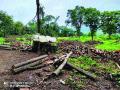 खासगी जमिनीवरील २९ झाडे तोडली - Marathi News | 29 trees were cut down on private land | Latest raigad News at Lokmat.com