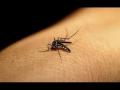 धोकादायक डासांच्या प्रजाती शोधणे शक्य - Marathi News | Finding dangerous mosquito breeds possible | Latest pune News at Lokmat.com