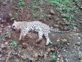 कपाशीच्या पिकात आढळला बिबट्याचा मृतदेह, परिसरात खळबळ - Marathi News | Dead body of leopard found in cotton crop | Latest vardha News at Lokmat.com