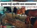 Gayi-Mhashi Chara : दुभत्या गाई-म्हशींचे खाद्य-चारा व्यवस्थापन कसे करावे? जाणून घ्या सविस्तर  - Marathi News | Latest News dairy farming How to manage feed and fodder for dairy cows and buffaloes Learn in detail | Latest agriculture News at Lokmat.com