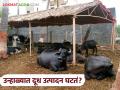 Milk Production : उन्हाळ्यात गायी-म्हशींचे दूध घटते? उत्पादन घटू नये म्हणून काय करावे?  - Marathi News | Latest News Dudh Utpadan milk production of cows and buffaloes decrease in summer | Latest agriculture News at Lokmat.com