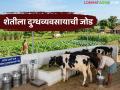 गोठ्यात 125 म्हशी, रोजचे सहाशे ते सातशे लिटर दूध, 42 हजारांचे उत्पन्न, दूध व्यावसायिकाची यशोगाथा  - Marathi News | Latest news 125 buffaloes in the cowshed, 600 to 700 liters of milk daily, income of 42 thousand, success story of a milk businessman | Latest agriculture News at Lokmat.com