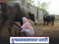Dairy Business Story : ना शेती, ना कुठलं प्रशिक्षण, पण जिद्द मोठी, देवलाबाईंची दूध व्यवसायात भरारी! - Marathi News | Latest News Women Dairy Business Story Successful milk business of Devalabai of Gadchiroli see details | Latest agriculture News at Lokmat.com