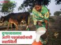 Marathwada Dairy Farming : महाराष्ट्रात मराठवाड्यातील दुग्धव्यवसाय आणि पशुसंवर्धनाची सद्यस्थिती कशी आहे?  - Marathi News | Latest News Marathwada Dairy Farming see current status of dairy farming and animal husbandry in Marathwada | Latest agriculture News at Lokmat.com