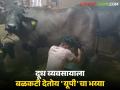 Dairy Farm Kolhapur : 'यूपी'मधला भय्या राबतोय गोठ्यात.. म्हणूनच आमचा दूध व्यवसाय थाटात - Marathi News | Dairy Farm Kolhapur : The labour from 'UP' is working in our cowshed.. that's why our milk business is booming | Latest agriculture News at Lokmat.com