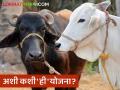 अशी कशी ही योजना? १८ हजार अर्ज अन् लाभ केवळ २०० जणांना; दुधाळ जनावरे वाटप योजनेत शेतकऱ्यांच्या पदरी निराशा - Marathi News | How is this scheme? 18 thousand applications and benefits only 200 people; Farmers are disappointed in the milch animal distribution scheme | Latest agriculture News at Lokmat.com