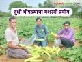 Farmer Success Story : नैसर्गिक शेतीतून कमावले लाखो; खुशाल कल्याणकर यांची प्रेरणादायी कथा वाचा सविस्तर - Marathi News | latest news Farmer Success Story: Earned lakhs through natural farming; Read the inspiring story of Khushal Kalyankar in detail | Latest agriculture News at Lokmat.com