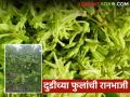 साखर नियंत्रित ठेवण्यासाठी खा दुडीच्या फुलांची रानभाजी, अशी बनवा भाजी  - Marathi News | Latest News dudi Fule Ranbhaji To control sugar, eat wild flowers of Dudi, see recipe | Latest agriculture News at Lokmat.com