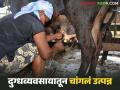 भंडाऱ्याचा 'ईश्वर' दूध व्यवसायातून वर्षाकाठी पावणेपाच लाख रुपये कमावतोय, वाचा सविस्तर  - Marathi News | Latest news Milk Business Bhandara's 'Ishwar' earns Rs 5.5 lakh per year from milk business, read in detail | Latest agriculture News at Lokmat.com