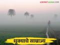 Climate Change : हवामान बदलामुळे धुक्याचा पिकांवर काय होतोय परिणाम ते वाचा सविस्तर  - Marathi News | Climate Change: Read more about the effect of fog on crops due to climate change  | Latest agriculture News at Lokmat.com