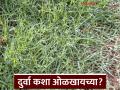 Ganesh Chaturthi : गणपतीला प्रिय असलेल्या दुर्वा कशा ओळखायच्या, जाणून घ्या सविस्तर  - Marathi News | Latest news Ganesh Chaturthi How to identify the Durvas are dear to Ganesha, know in detail | Latest agriculture News at Lokmat.com