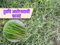 गणपतीला आवडणाऱ्या दुर्वांमध्ये आहेत औषधी गुण, त्वचाविकार-डोकेदुखीसह अनेक आजारांवर उपयोगी - Marathi News | Amazing health benefits of Durva grass, you should know this | Latest sakhi News at Lokmat.com