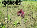 Drought In Marathwada : खरीप हंगाम गेला, रबीचा विचार न केलेलाच बरा! - Marathi News | Droght In Marathwada: Kharif season went, Rabi is not good at all! | Latest chhatrapati-sambhajinagar News at Lokmat.com