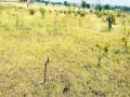Drought In Marathwada : खरीप गेल्याने रबीचा पेरा झालाच नाही! - Marathi News | Drought in Marathwada: Rabi has not been sown after going to Kharif! | Latest latur News at Lokmat.com