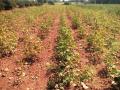 Drought In Marathwada : पावसाअभावी खरीप गेला, रबीही रामभरोसे - Marathi News | Drought in Marathwada: Kharipa season went without rain, Rabi season also on natures faith | Latest chhatrapati-sambhajinagar News at Lokmat.com