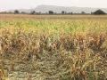 Droght In Marathwada : पावसाने दिली हूल; भीषण दुष्काळाची चाहूल  - Marathi News | Droght In Marathwada: The rain over shadowed; the sign of massive drought | Latest chhatrapati-sambhajinagar News at Lokmat.com