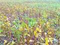 सोयाबीन शेती झाली तोट्याची;  शेतकरी अडचणीत     - Marathi News | Soybean farming caused losses; Farmers in trouble | Latest buldhana News at Lokmat.com