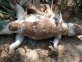 पळसदरीतील तलावात आढळली मेलेली मगर - Marathi News | A dead crocodile found in a lake in Palsadari | Latest raigad News at Lokmat.com