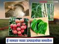 E Nam Portal : ऊस पिकाबरोबर आता 'ही' पिकेही ई नाम पोर्टलवर आली, वाचा सविस्तर  - Marathi News | Latest News These 7 new agricultural products added on e-NAM portal see crops list | Latest agriculture News at Lokmat.com