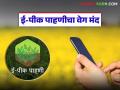 E Peek Pahani : शेतकऱ्यांनो, आजच करा ई-पीक पाहणी; अन्यथा मदत मिळणार नाही! - Marathi News | latest news E Peek Pahani: Farmers, do e-Peek inspection today; otherwise you will not get help! | Latest agriculture News at Lokmat.com