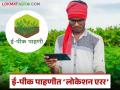 E-Pik Pahani : लोकेशन एररमुळे ई-पीक पाहणी रखडली; सहायकांची डोकेदुखी वाढली - Marathi News | latest news E-Pik Pahani: E-Pik survey delayed due to location error; Assistants' headaches increased | Latest agriculture News at Lokmat.com