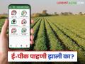 E Pik Pahani : तुमची ई-पीक पाहणी झाली आहे का नाही? हे बघा आता घरबसल्या तुमच्या मोबाईलवर - Marathi News | E Pik Pahani : Has your e-Pik pahani done or not? Check this now from home on your mobile | Latest agriculture News at Lokmat.com