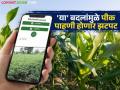 e Pik Pahani : पीक पाहणी झाली आता सोपी; मोबाईल अ‍ॅपमध्ये केले 'हे' बदल, वाचा सविस्तर - Marathi News | e Pik Pahani : Crop inspection has become easier now; 'These' changes made in the mobile app, read in detail | Latest agriculture News at Lokmat.com