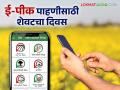 E Peek Pahani : शेतकरी स्तरावरील ई-पीक पाहणी करण्यास आज शेवटचा दिवस - Marathi News | E Peek Pahani: Today is the last day to doing farmer level e pik pahani digital crop survey | Latest agriculture News at Lokmat.com