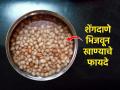 रोज न चुकता खा मूठभर भिजवलेले शेंगदाणे, ४ फायदे, तब्येत राहील ठणठणीत - Marathi News | Know benefits of soaked peanuts for health : Eat a handful of soaked peanuts every day without fail, 4 benefits, health will stay strong | Latest sakhi News at Lokmat.com