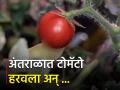 अंतराळात पिकवलेला पहिला टोमॅटो ८ महिन्यांपूर्वी हरवला अन्...  - Marathi News | The first tomato grown in space was lost 8 months ago and… | Latest agriculture News at Lokmat.com
