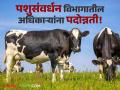 Animal Husbandary : पशुसंवर्धन विभागातील अधिकाऱ्यांना मिळाली पदोन्नती! शासनाचा निवडणुकीच्या तोंडावर निर्णय - Marathi News | Animal Husbandry: Officials in the Department of Animal Husbandry got promoted! Government's decision ahead of elections | Latest agriculture News at Lokmat.com
