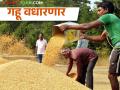 आवक मंदवल्याने गव्हाला मिळणार चांगला भाव, पहा काय मिळतोय दर.. - Marathi News | Wheat will get good price by slowing down the import, see what the price is getting.. | Latest agriculture News at Lokmat.com