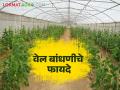 उत्तम प्रतीच्या निर्यातक्षम फळ उत्पादनासाठी वेल बांधणी आवश्यक - Marathi News | Vine construction is essential for good quality exportable fruit and vegetables production | Latest agriculture News at Lokmat.com