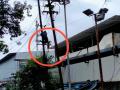 शॉक लागून माकडाचा मृत्यू; वागळे इस्टेटमधील घटना - Marathi News | Monkey dies after electric shock; Incident at Wagle Estate, thane | Latest thane News at Lokmat.com