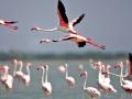 नवी मुंबईत भरणार पहिला फ्लेमिंगो महोत्सव  - Marathi News | The first Flamingo Festival to be held in Navi Mumbai | Latest navi-mumbai News at Lokmat.com
