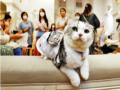 जपानी कुत्र्या-मांजरांच्या अंगावर पंखे! - Marathi News | Fans on the body of Japanese dogs and cats! | Latest jarahatke News at Lokmat.com