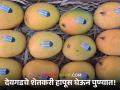 Hapus Mango : स्पेशल देवगडचा हापूस खरेदी करा शेतकऱ्यांकडून! शेतकऱ्यांनीच आयोजित केलाय हापूस महोत्सव - Marathi News | Hapus Mango Buy special Devgad Hapus from farmers! Farmers have organized the Hapus Festival | Latest agriculture News at Lokmat.com