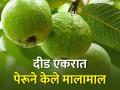 दीड एकरातील पेरू पिकाने शेतकऱ्यास केले मालामाल - Marathi News | One and a half acres of guava made goods | Latest agriculture News at Lokmat.com
