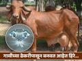 कमालच! गायीच्या ढेकरीपासून बनवले जात आहे हिरे, कारण वाचून कराल कौतुक.... - Marathi News | ipod inventor Tony Fadell making diamonds from cow burps and farts | Latest jarahatke News at Lokmat.com