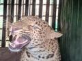 तारुखेडले येथे बिबट्या जेरबंद; आतापर्यंत सहा बिबटे पकडले - Marathi News | Leopards caught at Tarukhedle nashik; Six leopards have been caught so far | Latest nashik News at Lokmat.com