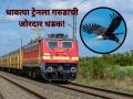 Railway: धावत्या ट्रेनला गरुडाची समोरून धडक, जखमी होऊनही लोको पायलटनं प्रसंगावधान दाखवलं, नाही तर... - Marathi News | Jammu and Kashmir: Train pilot injured as eagle shatters windscreen and lands inside cabin in Anantnag | Latest national News at Lokmat.com
