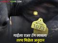 ५ रुपये दूध अनुदानासाठी गाईंना एअर टॅग करणे गरजेचे - Marathi News | Cows need to be air tagged for Rs 5 milk subsidy | Latest agriculture News at Lokmat.com