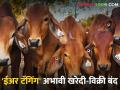 बाजारात 'ईअर टॅगिंग' नसलेल्या जनावरांची खरेदी-विक्री बंद - Marathi News | Sale and purchase of animals without 'ear tagging' in the market is closed | Latest agriculture News at Lokmat.com