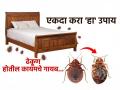 पेस्ट कंट्रोल करुनही ढेकूण जात नाहीत? खिशाला परवडेल असा जालीम उपाय - ढेकूण परत होणारच नाही! - Marathi News | Easy Home Remedies For Get Rid Bed Bugs Easy home remedy for bed bugs How to get rid of bed bugs naturally Home remedies to kill bed bugs Bed bug removal at home | Latest sakhi News at Lokmat.com