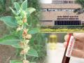Coronavirus: Ashwagandha can help fight COVID-19, claims IIT-Delhi research experts - Hindi News | Coronavirus: Ashwagandha can help fight COVID-19, claims IIT-Delhi research experts | Latest health Photos at Lokmattimes.com