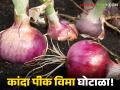 Crop Insurance : कांद्याचा विमा भरला पण शेतात पीकंच नाही! बोगस पीक विमा अर्जाची पोलखोल - Marathi News | Crop Insurance: Onion insurance is paid but there is no crop in the field! Bogus Crop Insurance application crackdown | Latest agriculture News at Lokmat.com